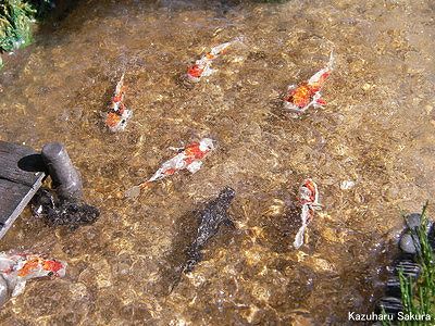 アリイ　'55トヨペット・クラウン　小京都のジオラマ　完成画像　川を泳ぐ鯉２
