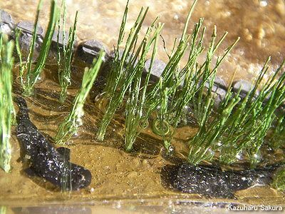 アリイ　'55トヨペット・クラウン　小京都のジオラマ　完成画像　菖蒲の森で愛を育むナマズ１