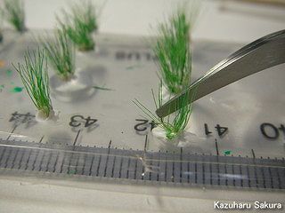 アリイ　'55トヨペット・クラウン　小京都のジオラマ製作 ネコジャラシ（エノコログサ）の毛を植える２