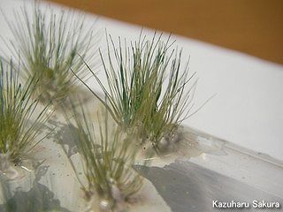 アリイ　'55トヨペット・クラウン　小京都のジオラマ製作 ネコジャラシ（エノコログサ）の毛で造った雑草３