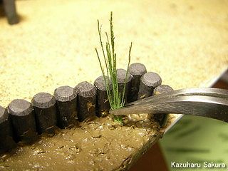 アリイ　'55トヨペット・クラウン　小京都のジオラマ製作 泥に菖蒲を植える２