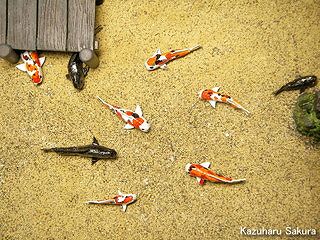 アリイ　'55トヨペット・クラウン　小京都のジオラマ製作  錦鯉・野鯉・ナマズの群泳３