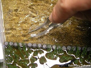 アリイ　'55トヨペット・クラウン　小京都のジオラマ製作 タミヤ透明エポキシ樹脂で波を作る３