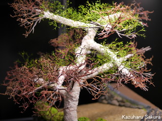 1/24 タミヤ トヨダ AA型 ジオラマ製作記 ～ 桜の木の制作１０