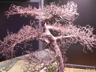 1/24 タミヤ トヨダ AA型 ジオラマ製作記 ～ 桜の木の制作１４