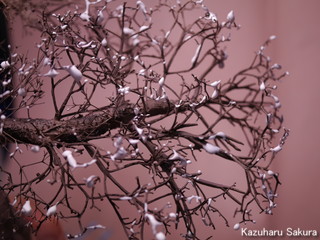 1/24 タミヤ トヨダ AA型 ジオラマ製作記 ～ 桜の木の制作２４
