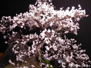 1/24 タミヤ トヨダ AA型 ジオラマ製作記 ～ 桜の木の制作２６
