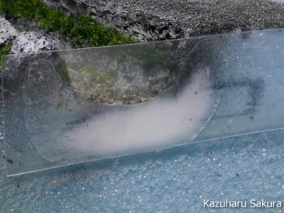 ﻿1/24 Kazuharu Sakura original ﻿櫻和春オリジナル 1/24 灯籠 ジオラマ制作記 ～ 側溝（小川）の水表現２
