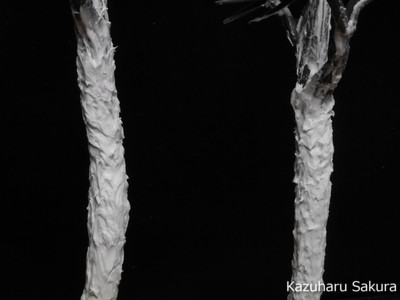 ﻿1/24 Kazuharu Sakura original ﻿櫻和春オリジナル 1/24 灯籠 ジオラマ制作記 ～ 枝垂柳（シダレヤナギ）の制作１０