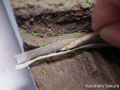 1/150 ジオコレを使用したジオラマ製作記 ～ 小川の水表現２